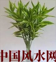 肇庆十二生肖养什么植物最旺财运？你知道吗！